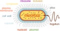 Bacterial cell structure. Prokaryotic cell with nucleoid